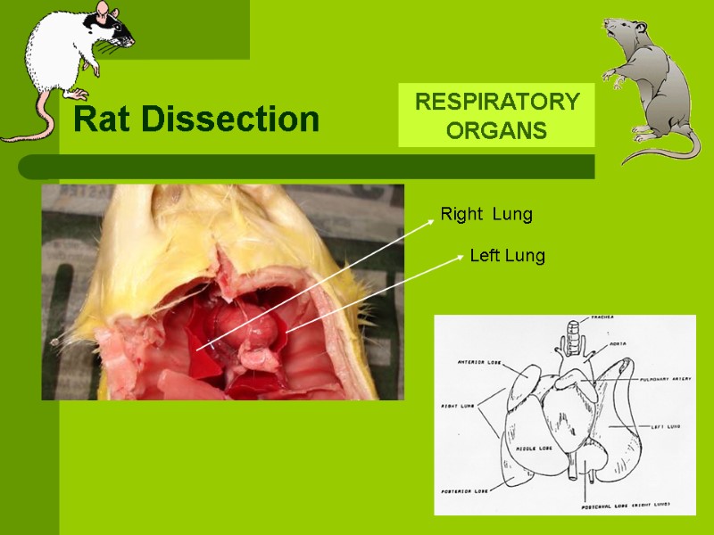 Rat Dissection RESPIRATORY ORGANS  Right  Lung Left Lung